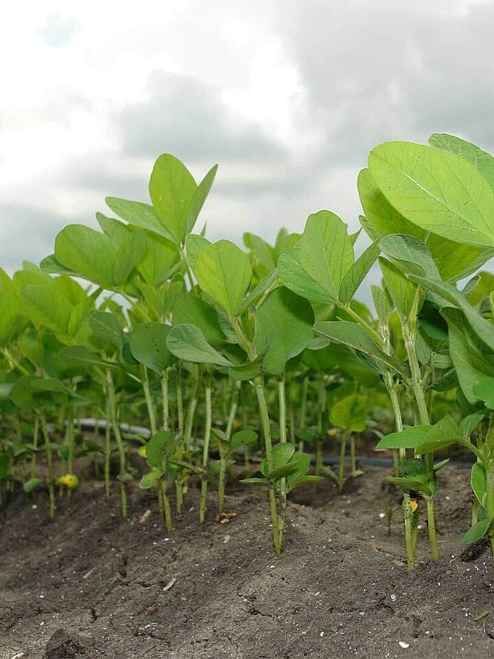 Soy plants