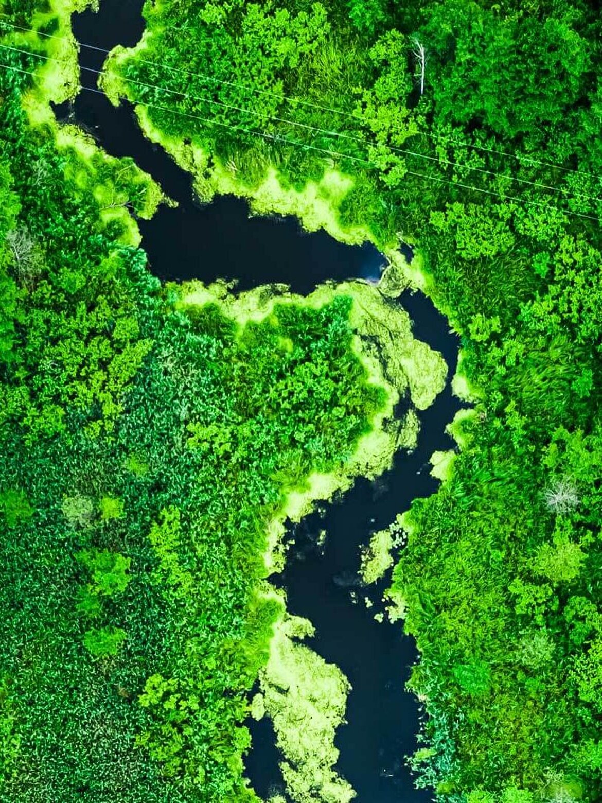 River meandering through forest