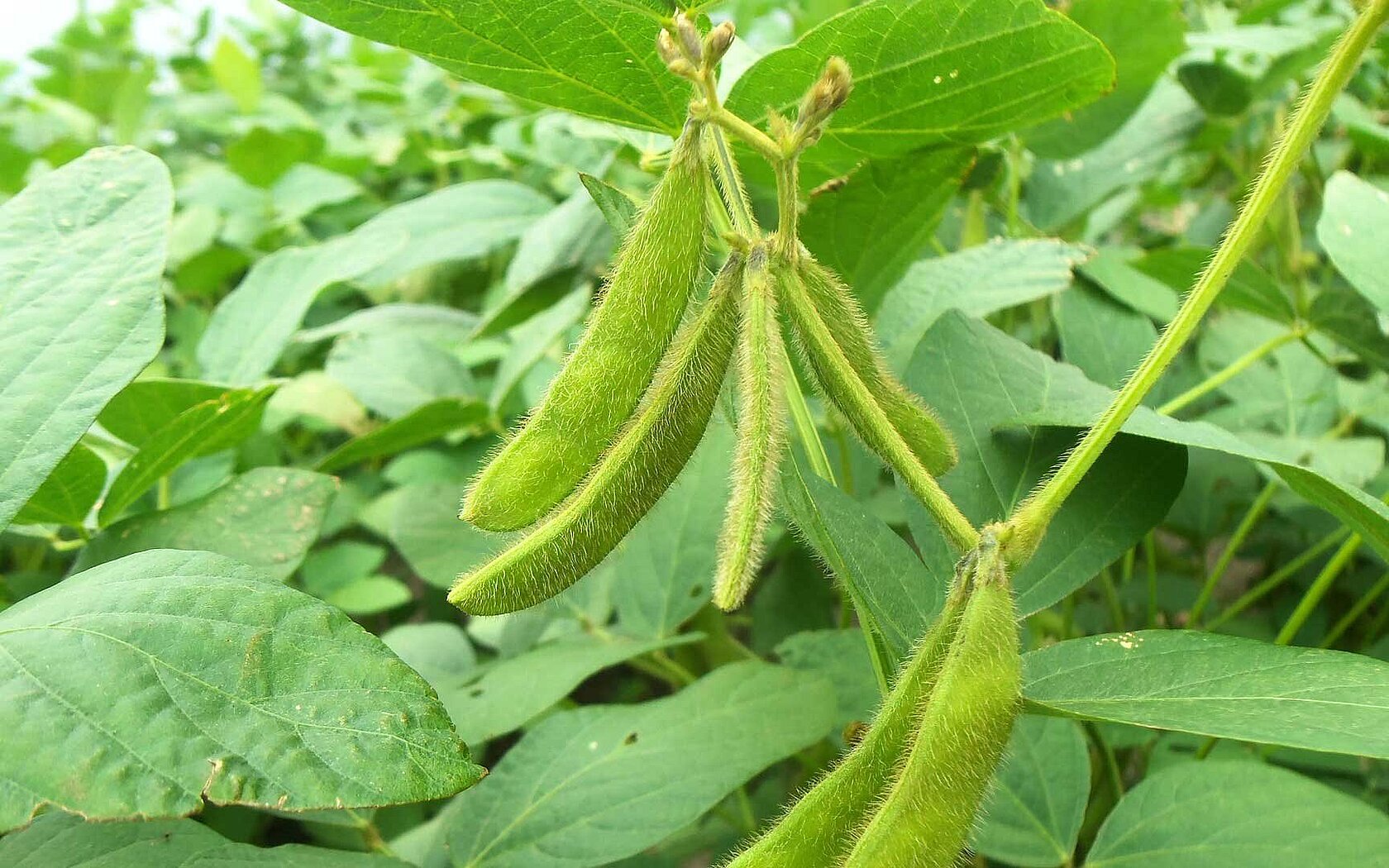 大豆植株