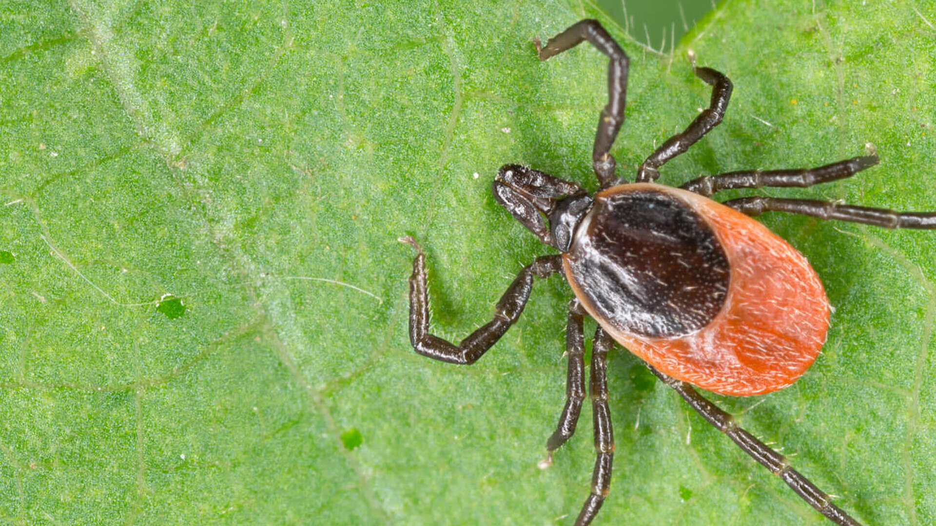 Ecology analysis tick