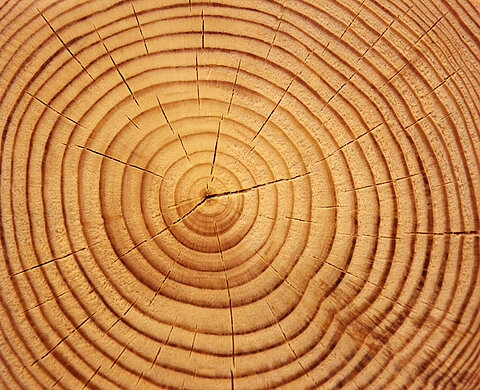 Climate research tree rings