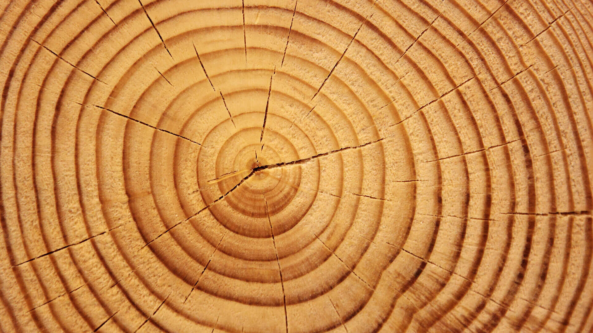 Climate research tree rings