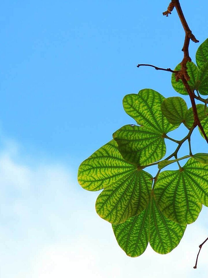 Leaves