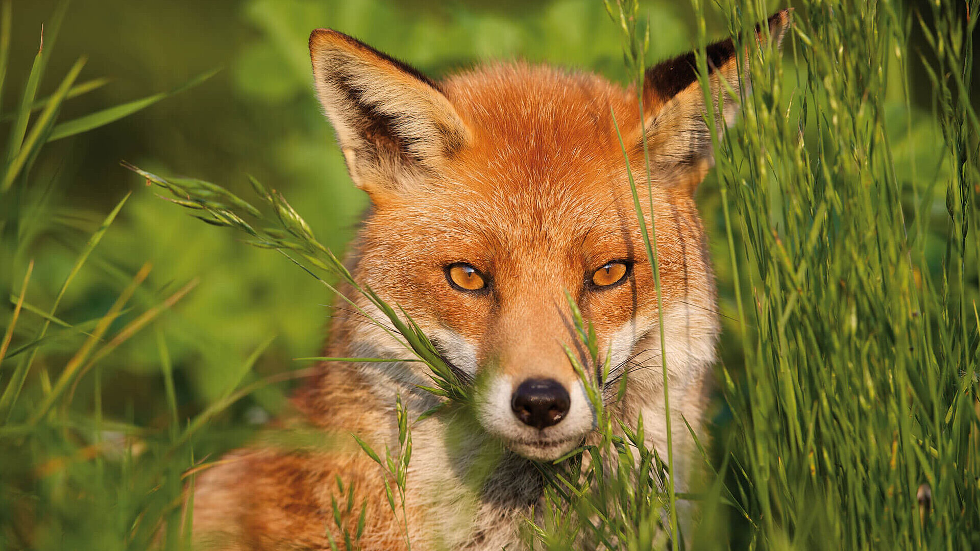 Fox
